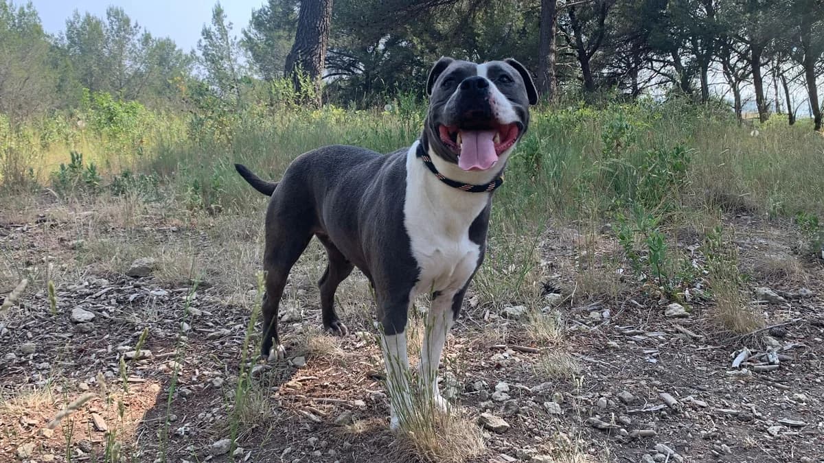Laya, 7yo Mixed Breed for adoption at SPA Salon-de-Provence, Salon-de-Provence