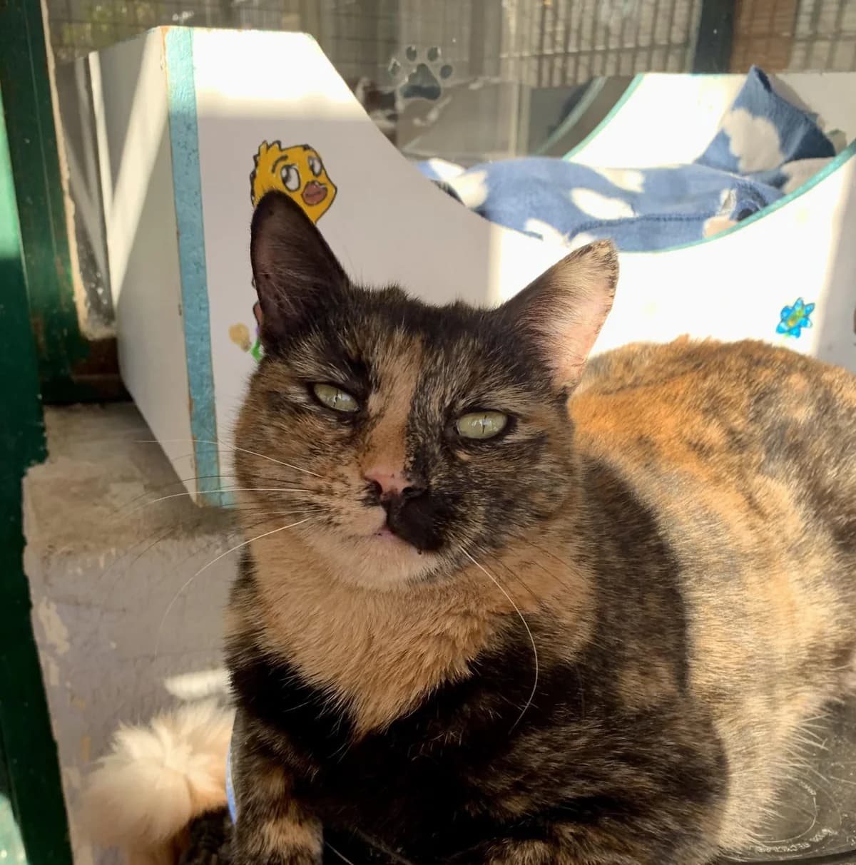 TORTILLA, female Mixed Breed for adoption at SPA Salon-de-Provence, Salon-de-Provence