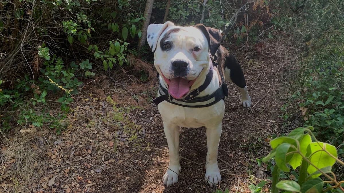 Baka, Mixed Breed for adoption at SPA Salon-de-Provence, Salon-de-Provence