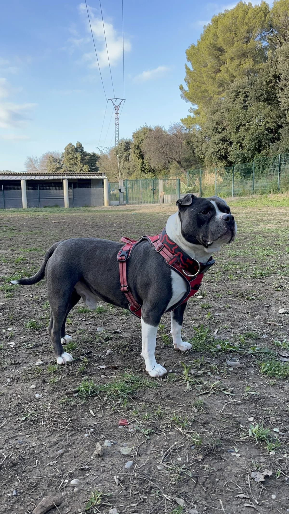 Psyko, 7yo Mixed Breed for adoption at SPA Salon-de-Provence, Salon-de-Provence