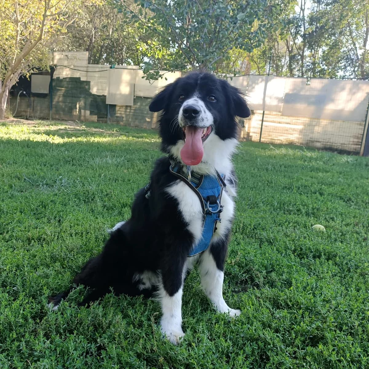 Van, young Mixed Breed for adoption at SPA Salon-de-Provence, Salon-de-Provence