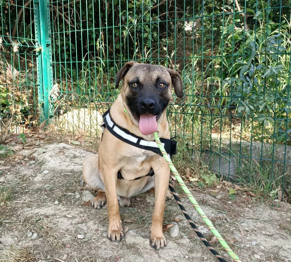 Gouda, young Mixed Breed for adoption at SPA Salon-de-Provence, Salon-de-Provence