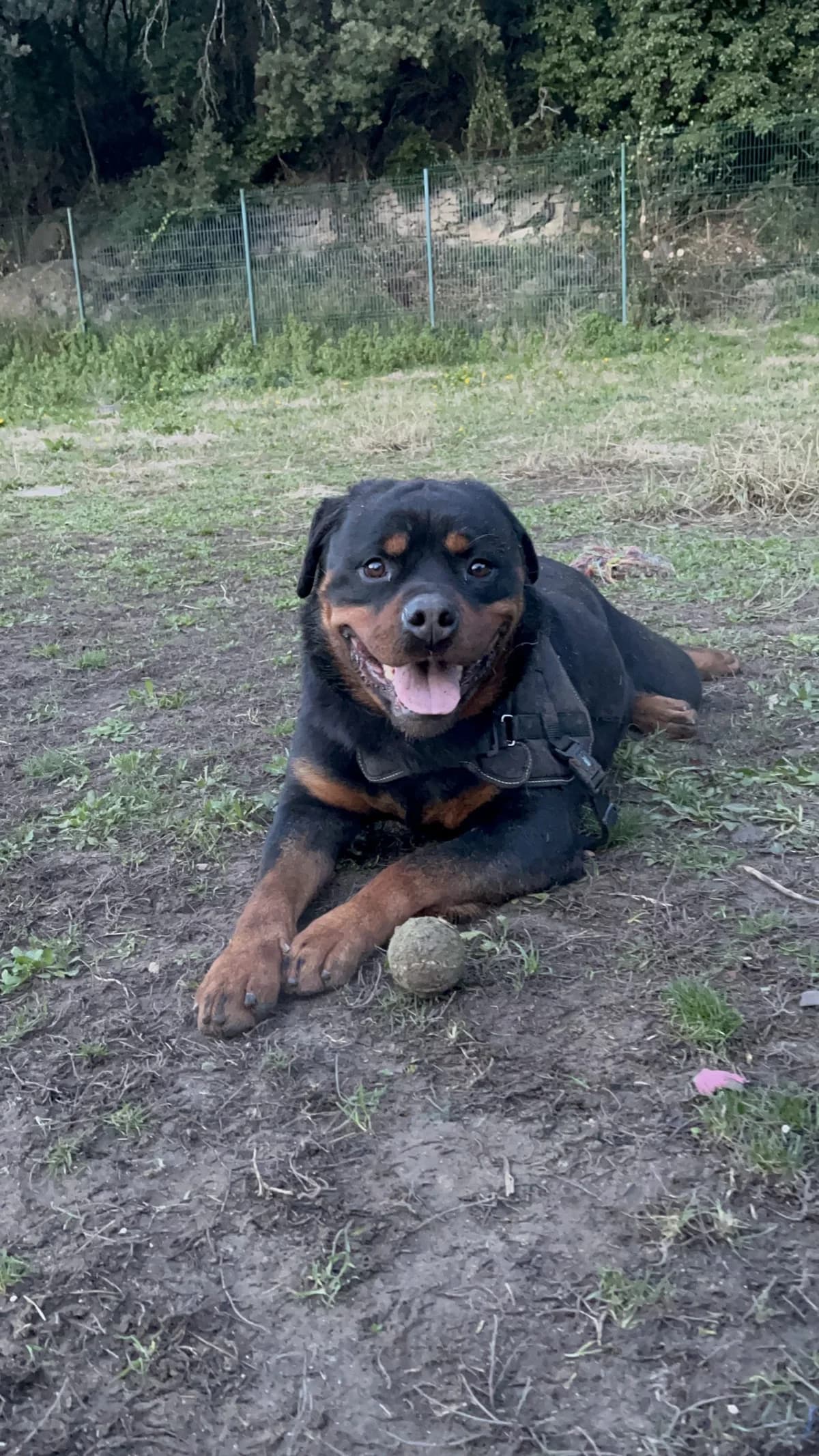Sirius, Rottweiler for adoption at SPA Salon-de-Provence, Salon-de-Provence