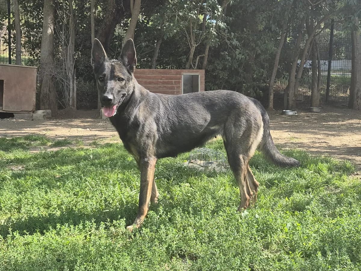 Naya, 4yo Mixed Breed for adoption at SPA Salon-de-Provence, Salon-de-Provence