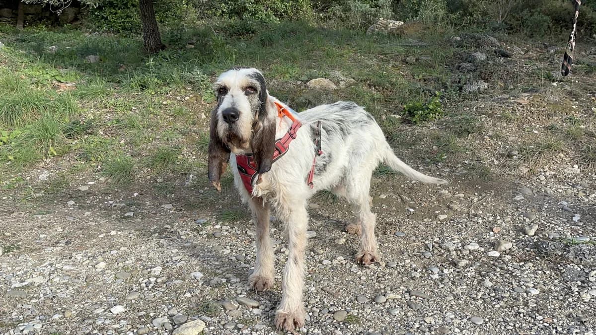 Fiona, Mixed Breed for adoption at SPA Salon-de-Provence, Salon-de-Provence