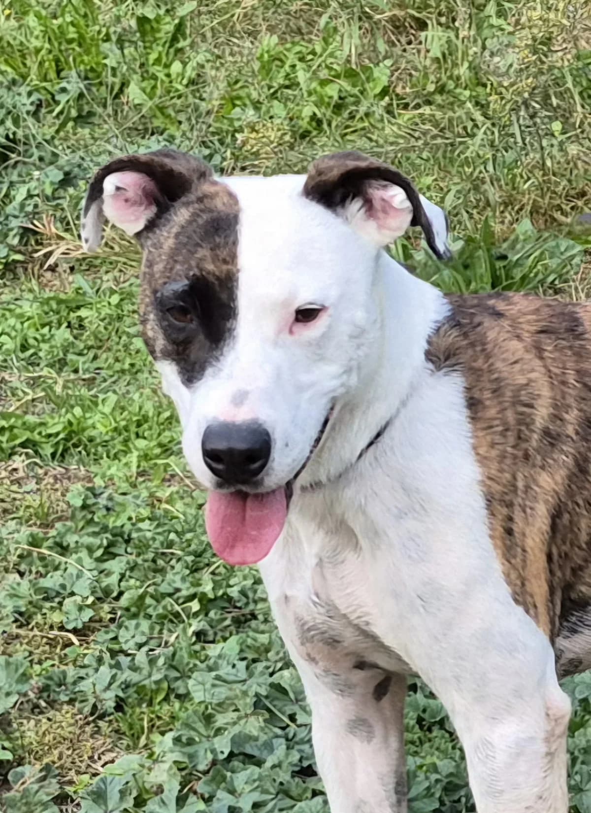 Twist, 4yo Mixed Breed for adoption at SPA Salon-de-Provence, Salon-de-Provence