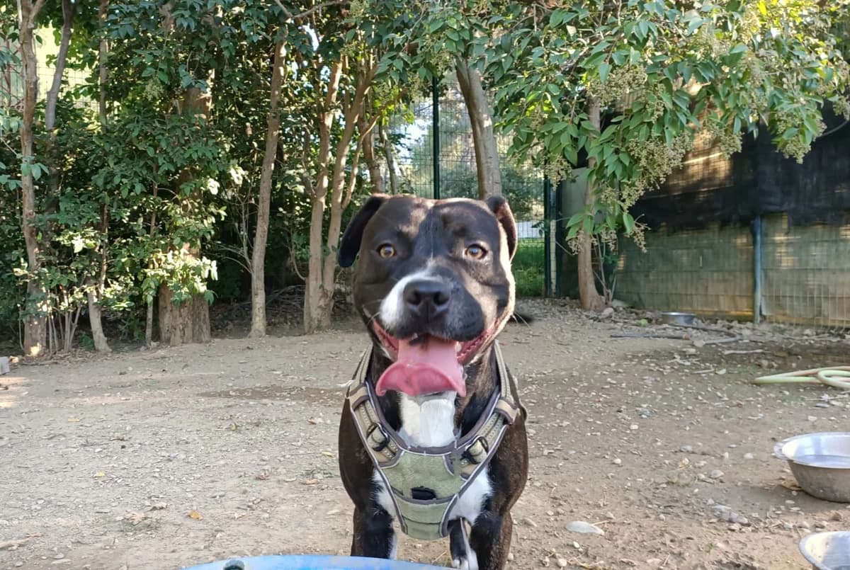 Bob, young Mixed Breed for adoption at SPA Salon-de-Provence, Salon-de-Provence