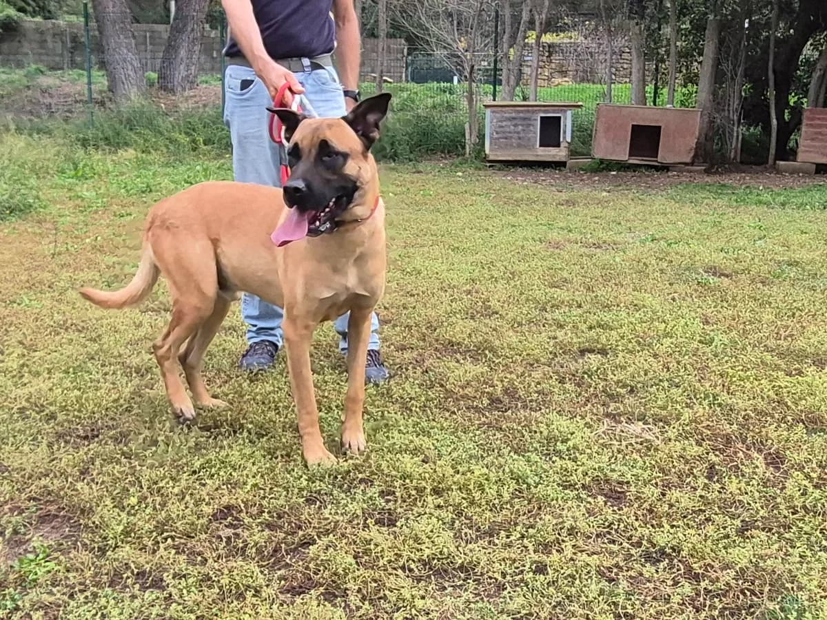 Attila, Cane Corso for adoption at SPA Salon-de-Provence, Salon-de-Provence