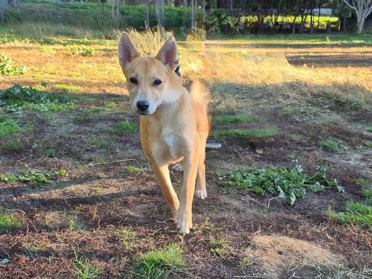 Clea *visite prévue*, young Mixed Breed for adoption at SPA Salon-de-Provence, Salon-de-Provence