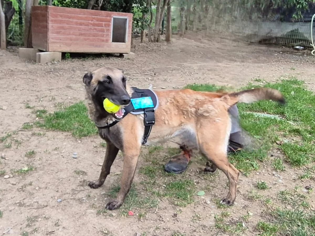 Ruby, male 6yo Mixed Breed for adoption at SPA Salon-de-Provence, Salon-de-Provence