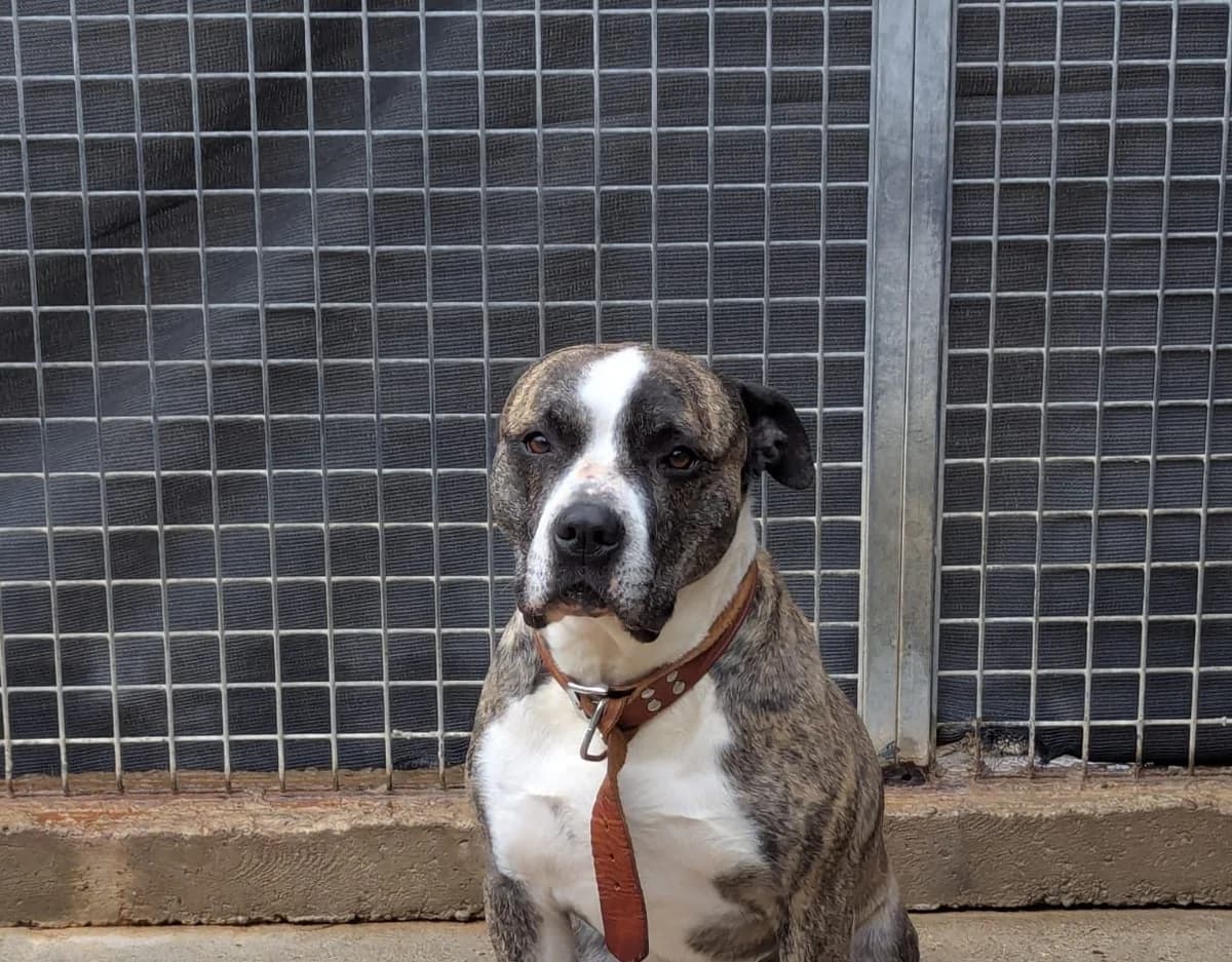 Attila, 7yo Mixed Breed for adoption at SPA Salon-de-Provence, Salon-de-Provence
