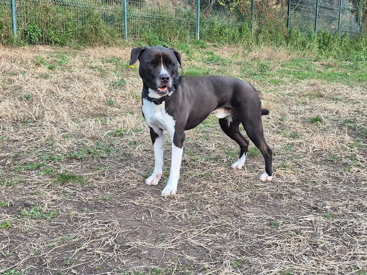 Parker, 6yo Mixed Breed for adoption at SPA Salon-de-Provence, Salon-de-Provence
