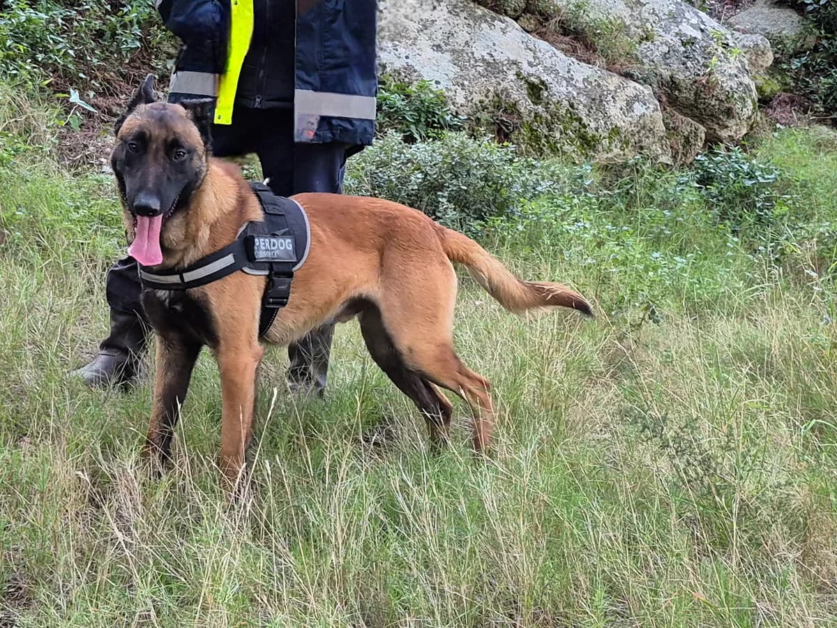 Charly, Mixed Breed for adoption at SPA Salon-de-Provence, Salon-de-Provence