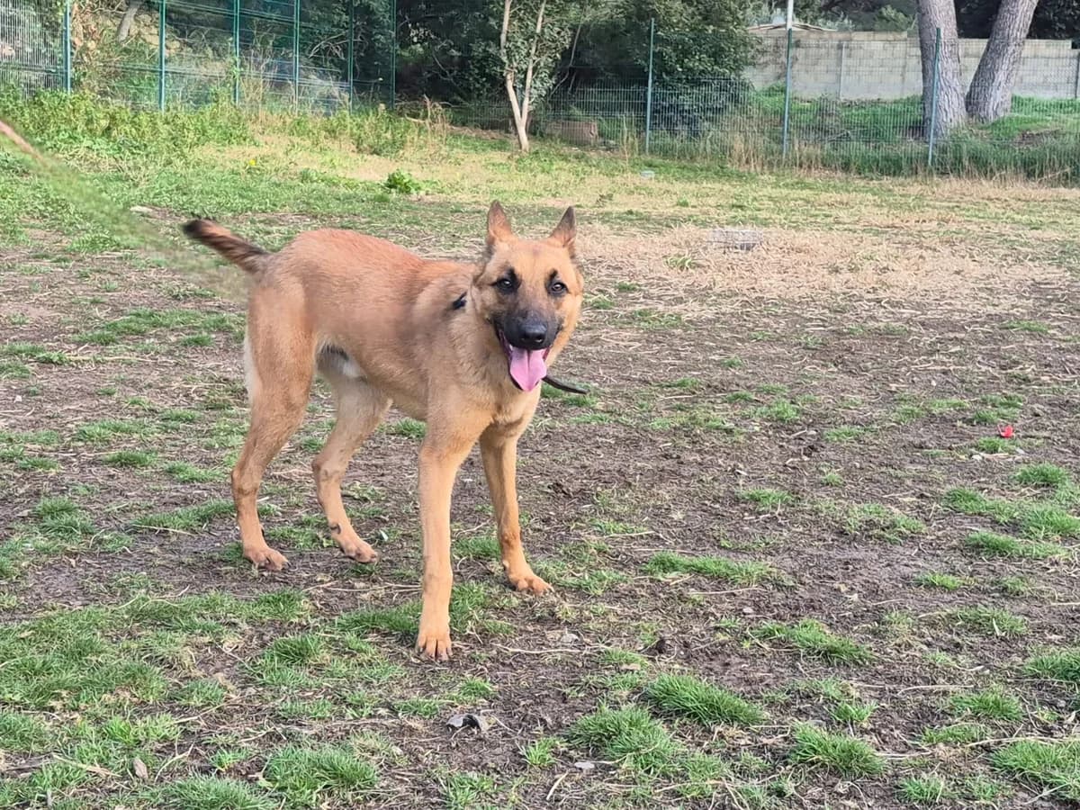 Eros, Mixed Breed for adoption at SPA Salon-de-Provence, Salon-de-Provence