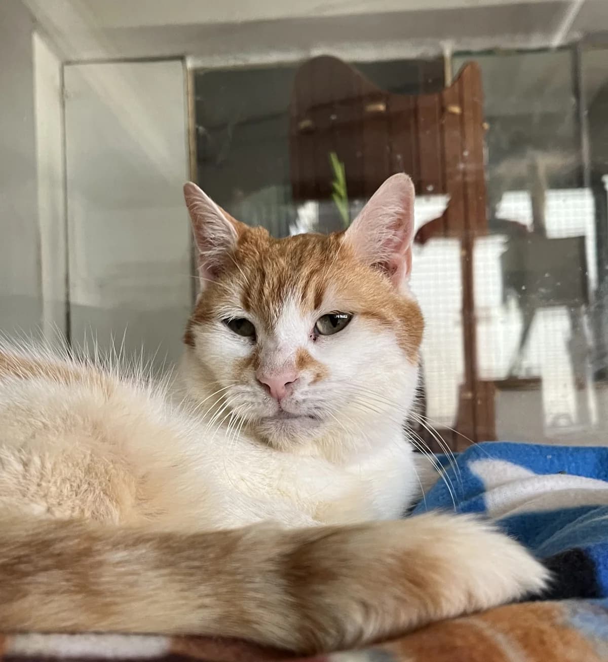 FLAMMY (S.O.S), male Mixed Breed for adoption at SPA Salon-de-Provence, Salon-de-Provence