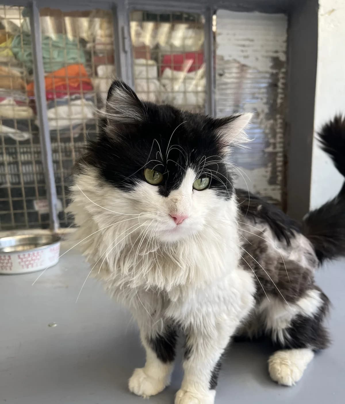 KALEB, male Mixed Breed for adoption at SPA Salon-de-Provence, Salon-de-Provence
