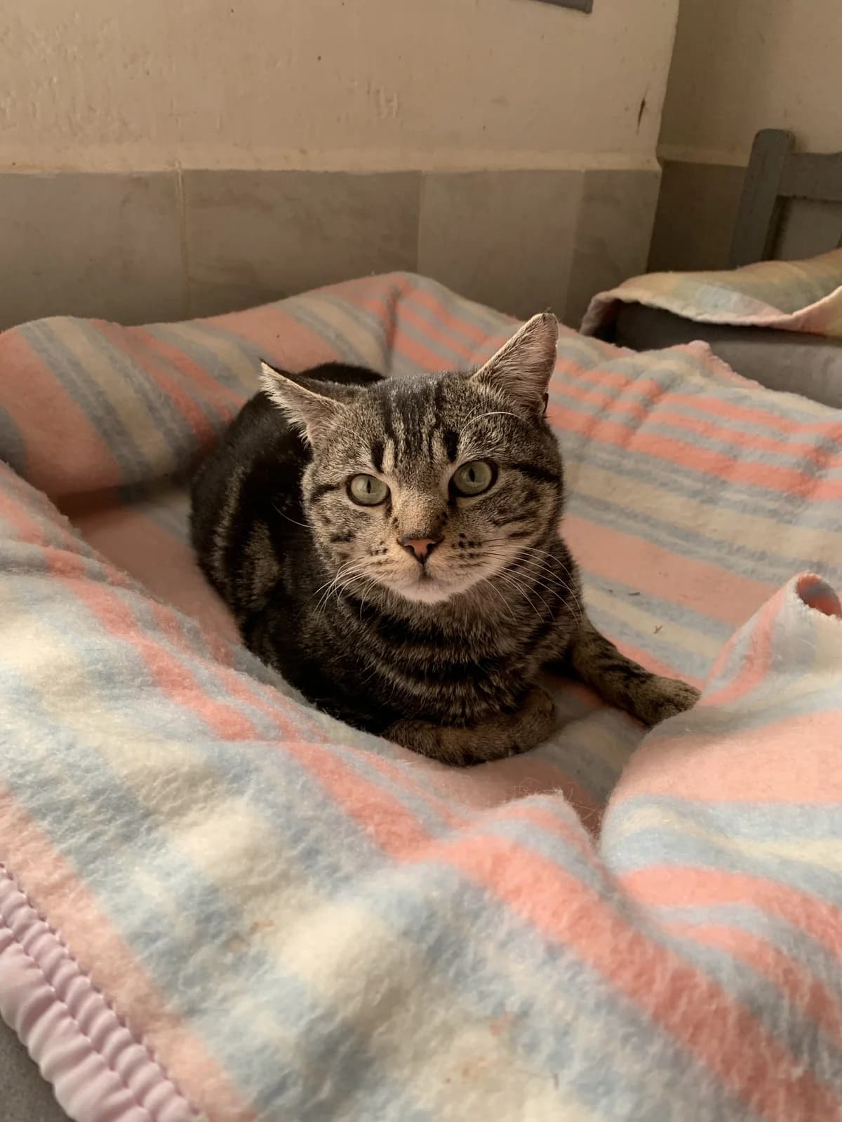 TYSON, male Mixed Breed for adoption at SPA Salon-de-Provence, Salon-de-Provence
