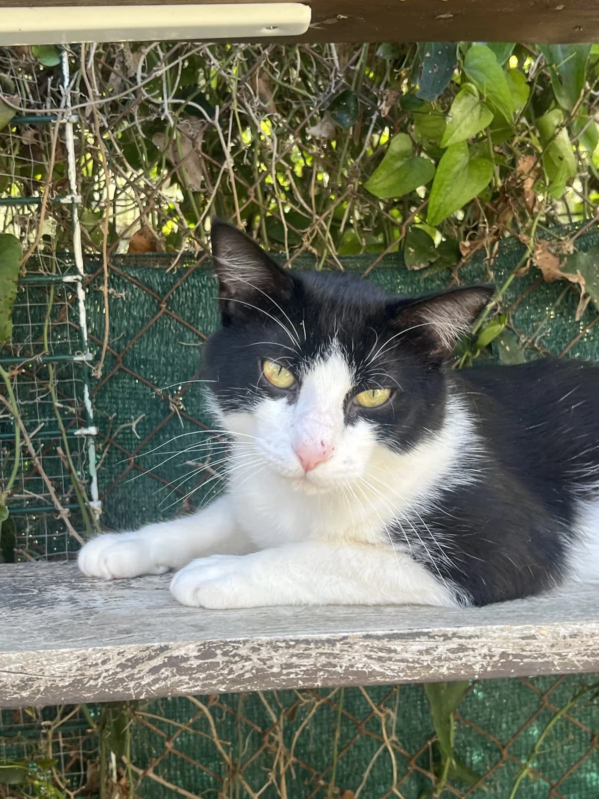SAMBA, male Mixed Breed for adoption at SPA Salon-de-Provence, Salon-de-Provence