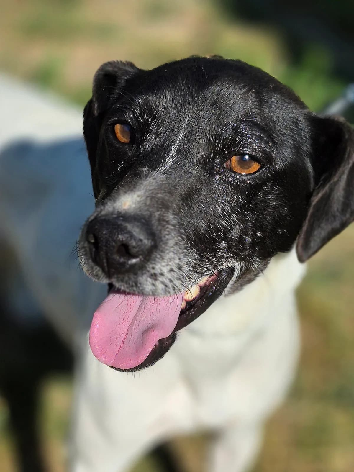 Sammy, male Mixed Breed for adoption at SPA Salon-de-Provence, Salon-de-Provence