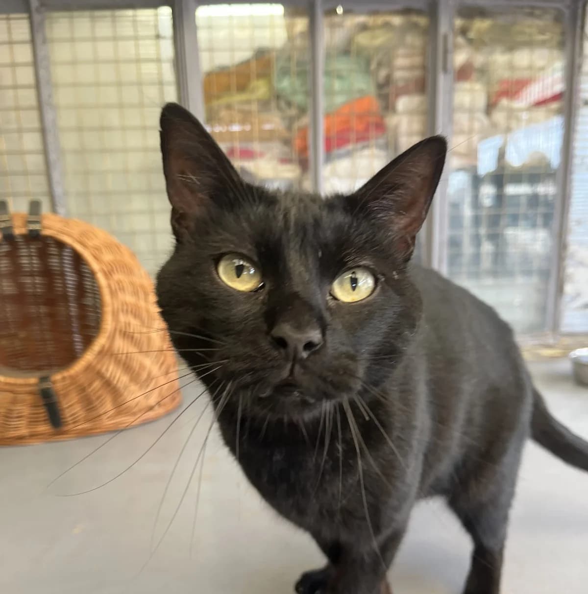 BAGHERA, male Mixed Breed for adoption at SPA Salon-de-Provence, Salon-de-Provence