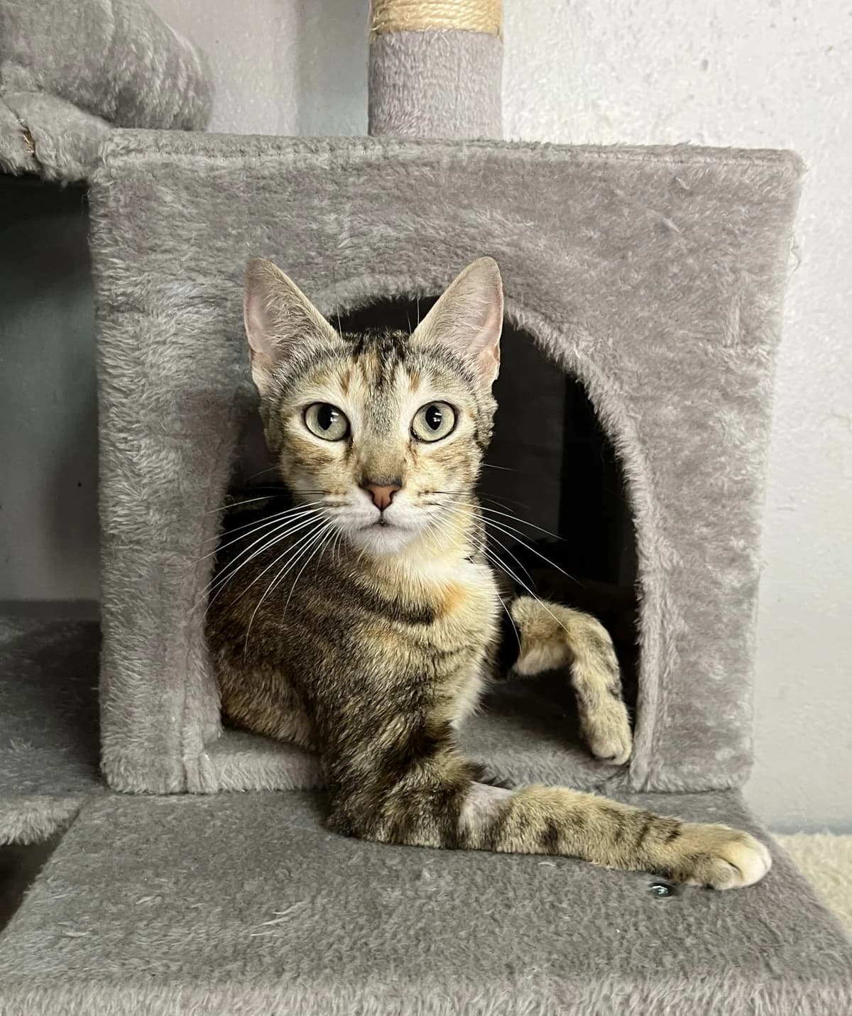 TAGADA, female Mixed Breed for adoption at SPA Salon-de-Provence, Salon-de-Provence