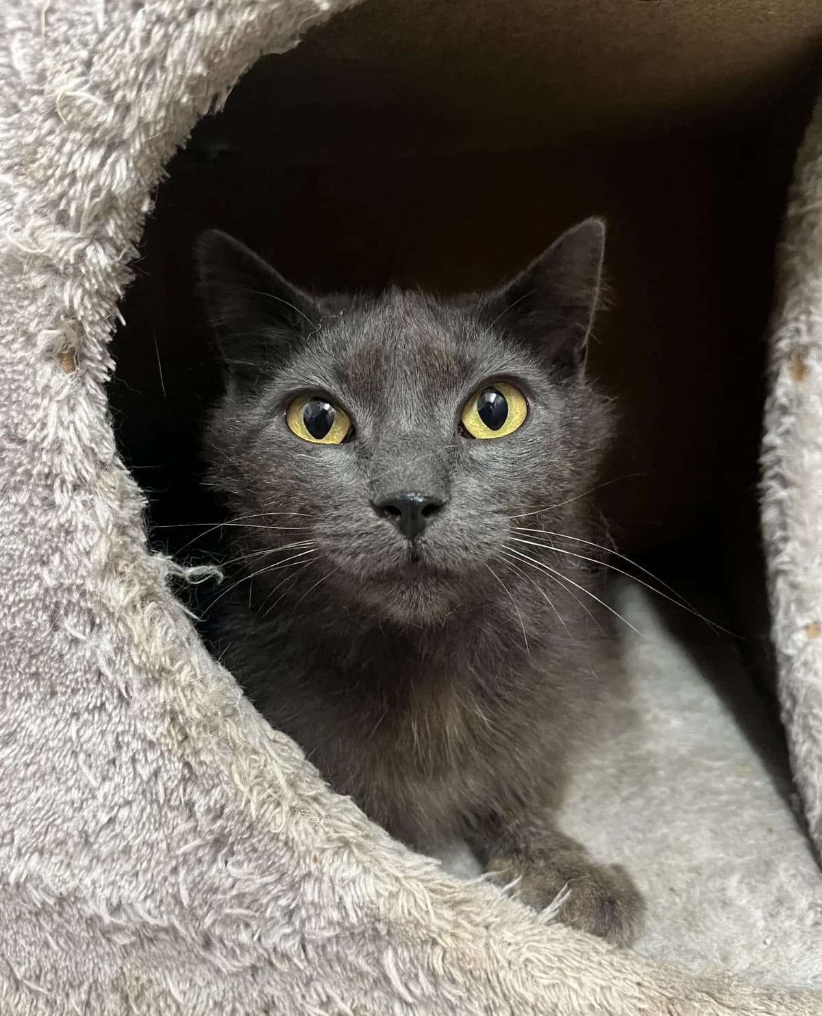 MISTIGRI, female Mixed Breed for adoption at SPA Salon-de-Provence, Salon-de-Provence