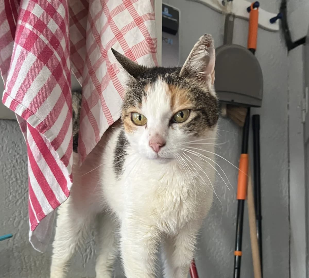 AMANDE, female Mixed Breed for adoption at SPA Salon-de-Provence, Salon-de-Provence