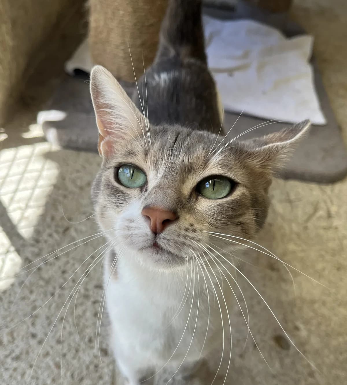 PERLE, female Mixed Breed for adoption at SPA Salon-de-Provence, Salon-de-Provence