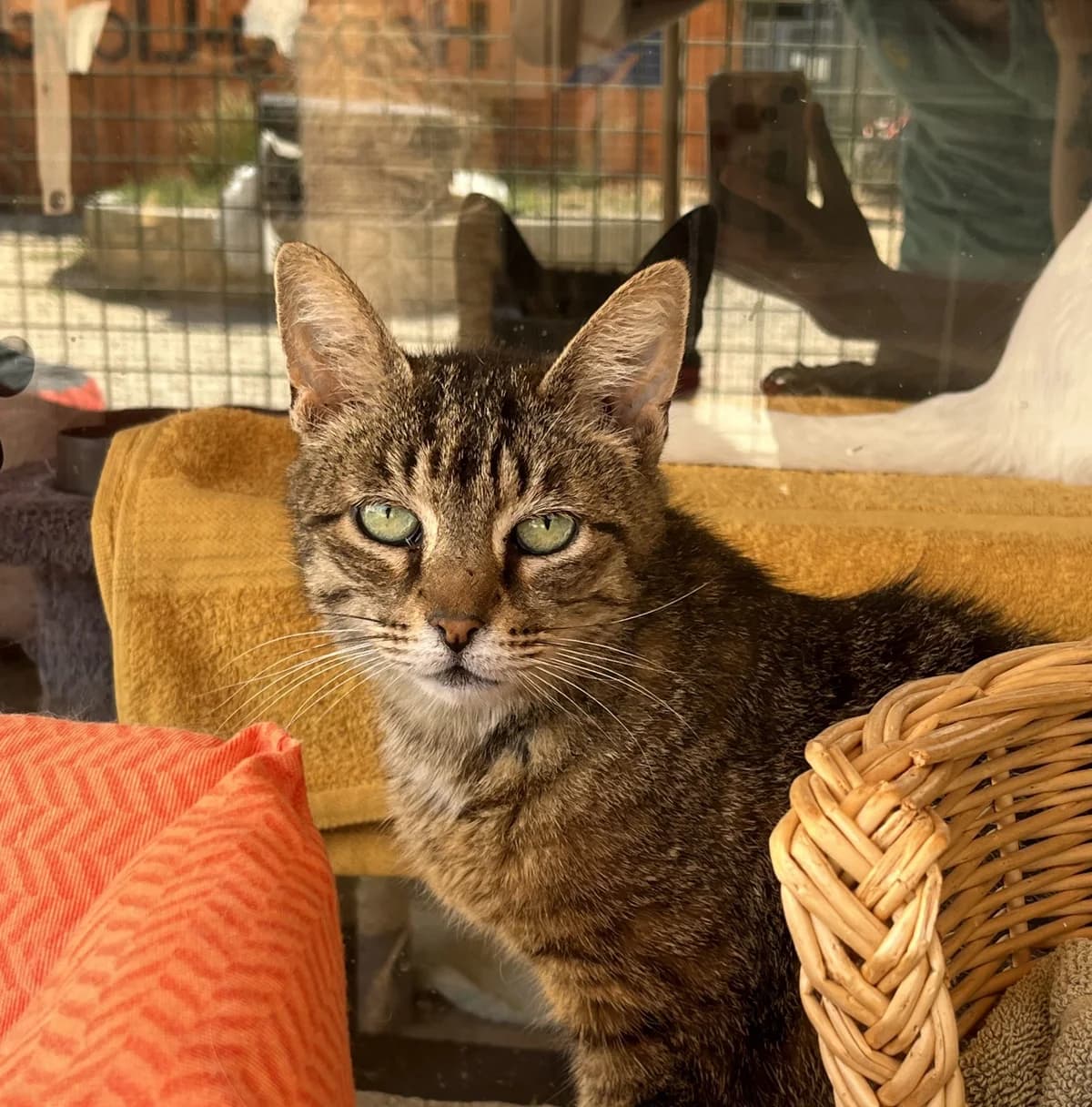 ROXY, female Mixed Breed for adoption at SPA Salon-de-Provence, Salon-de-Provence