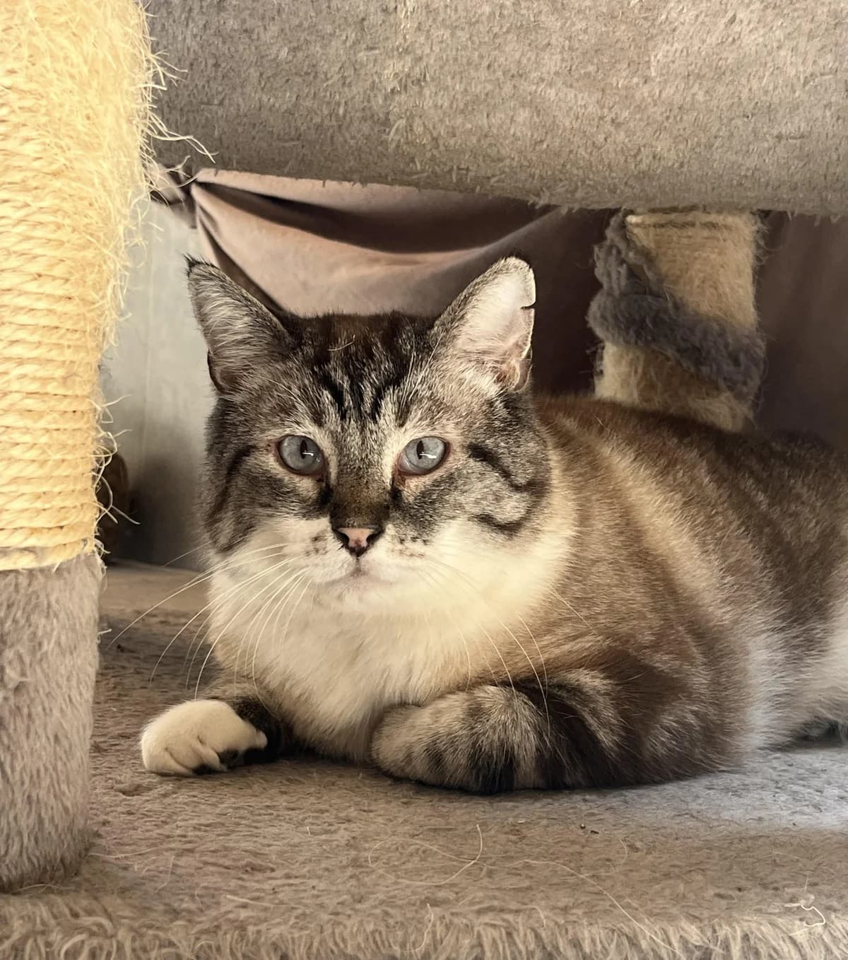 POUKY, male Mixed Breed for adoption at SPA Salon-de-Provence, Salon-de-Provence
