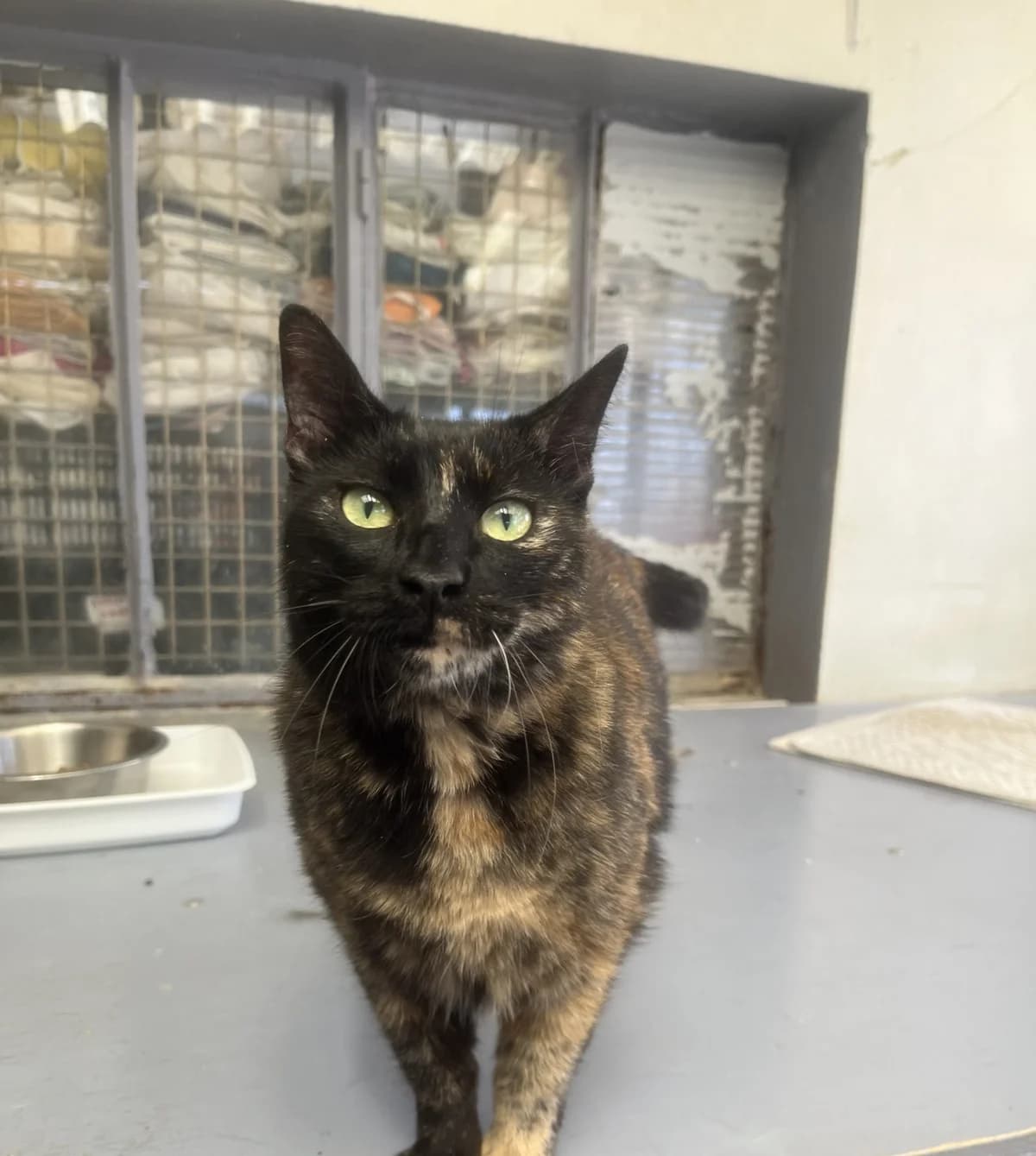HARLEY QUINN, female Mixed Breed for adoption at SPA Salon-de-Provence, Salon-de-Provence