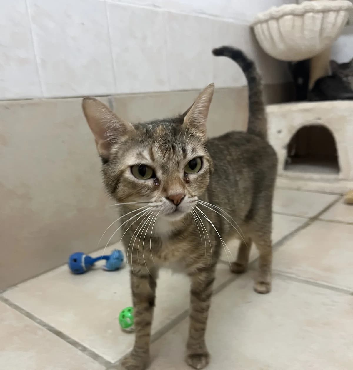 MOON, female Mixed Breed for adoption at SPA Salon-de-Provence, Salon-de-Provence