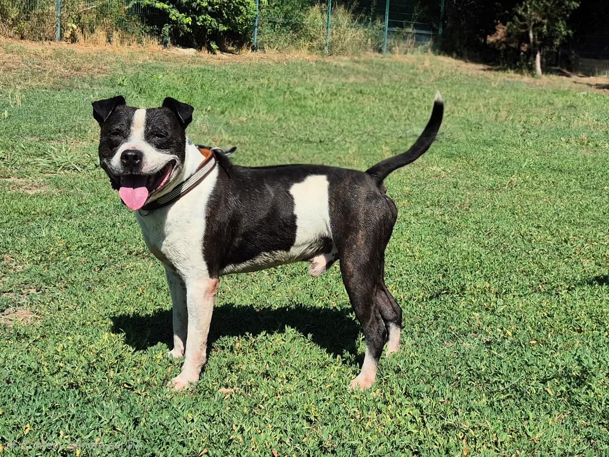 Narco, female Mixed Breed for adoption at SPA Salon-de-Provence, Salon-de-Provence