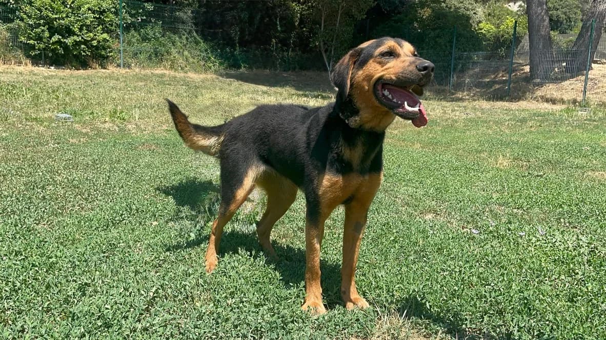 Michka *réservée*, young Mixed Breed for adoption at SPA Salon-de-Provence, Salon-de-Provence