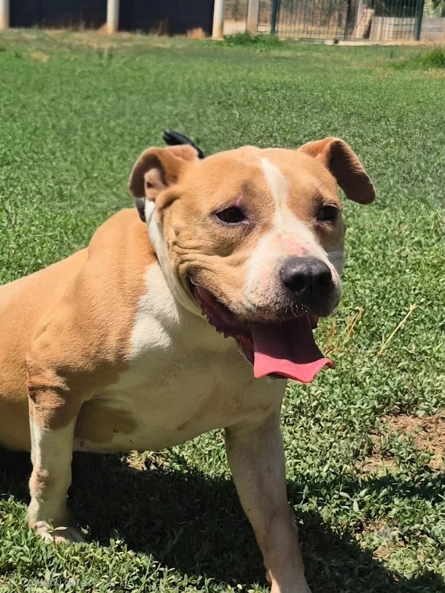 Mya, male senior Mixed Breed for adoption at SPA Salon-de-Provence, Salon-de-Provence