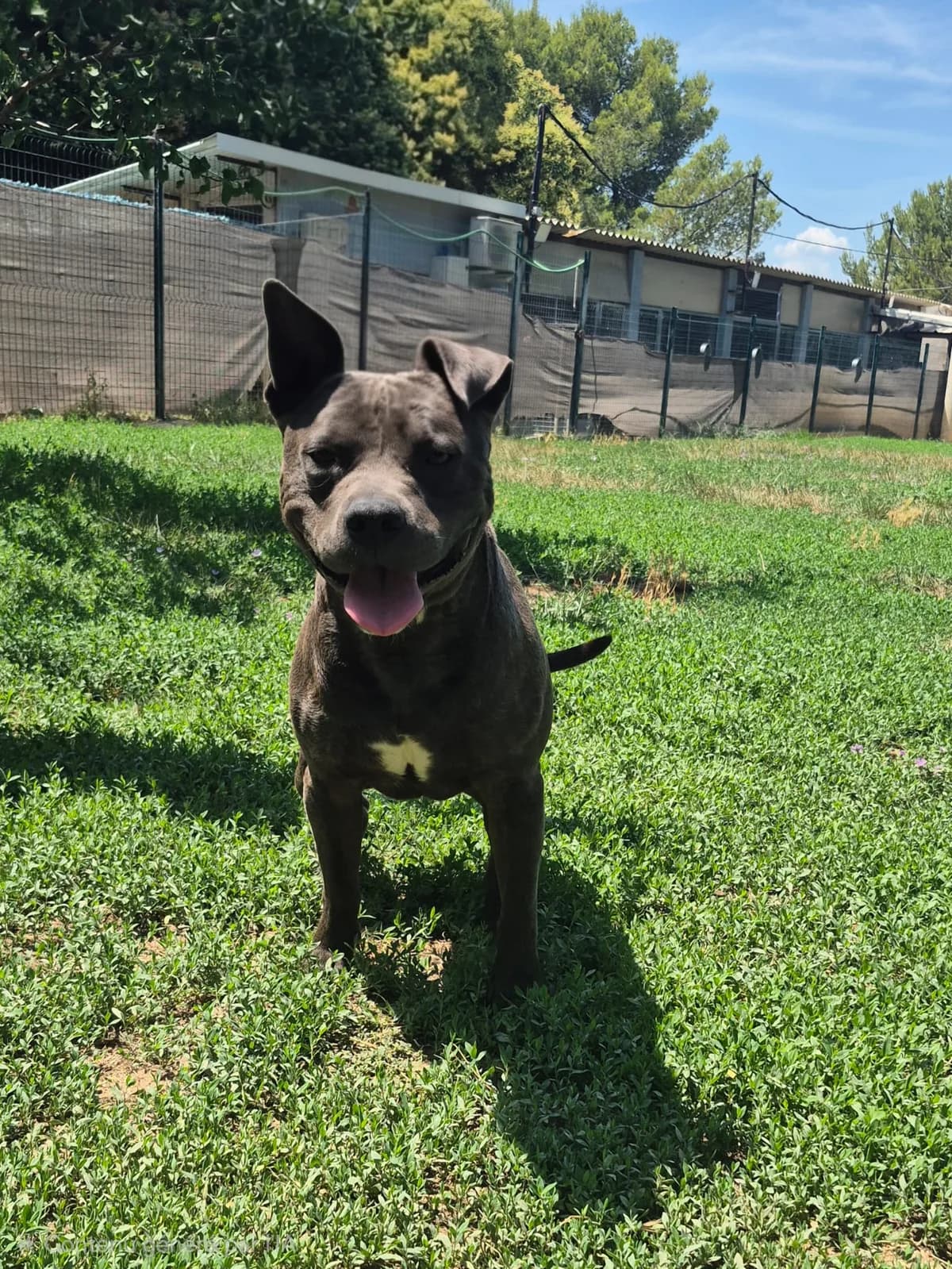 Tagada, male 5yo Mixed Breed for adoption at SPA Salon-de-Provence, Salon-de-Provence