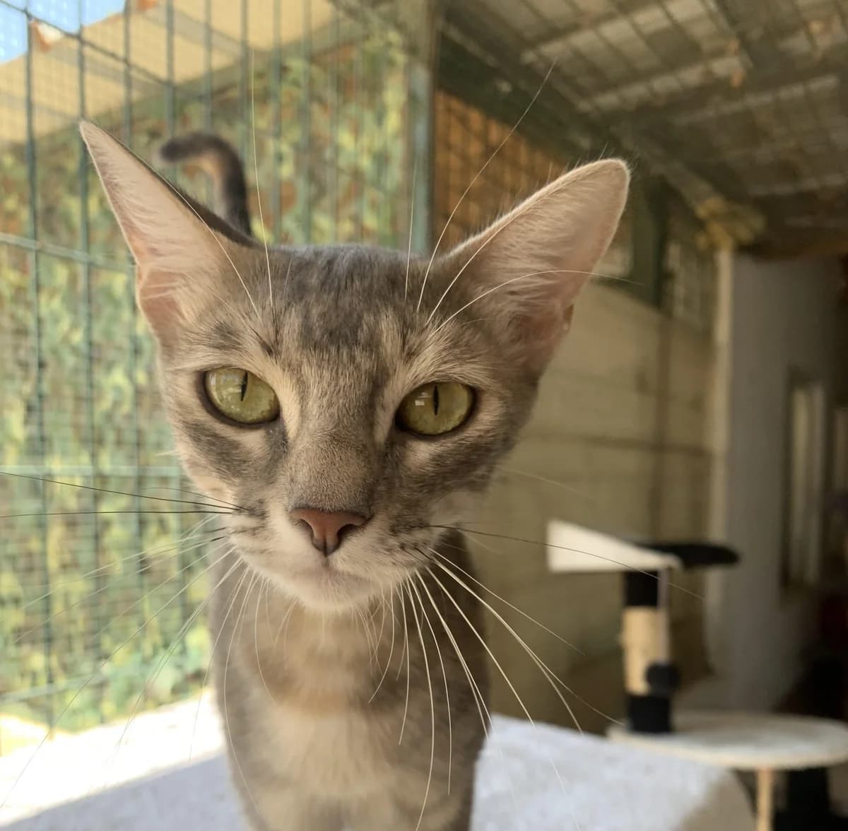 OLIVIA, female Mixed Breed for adoption at SPA Salon-de-Provence, Salon-de-Provence