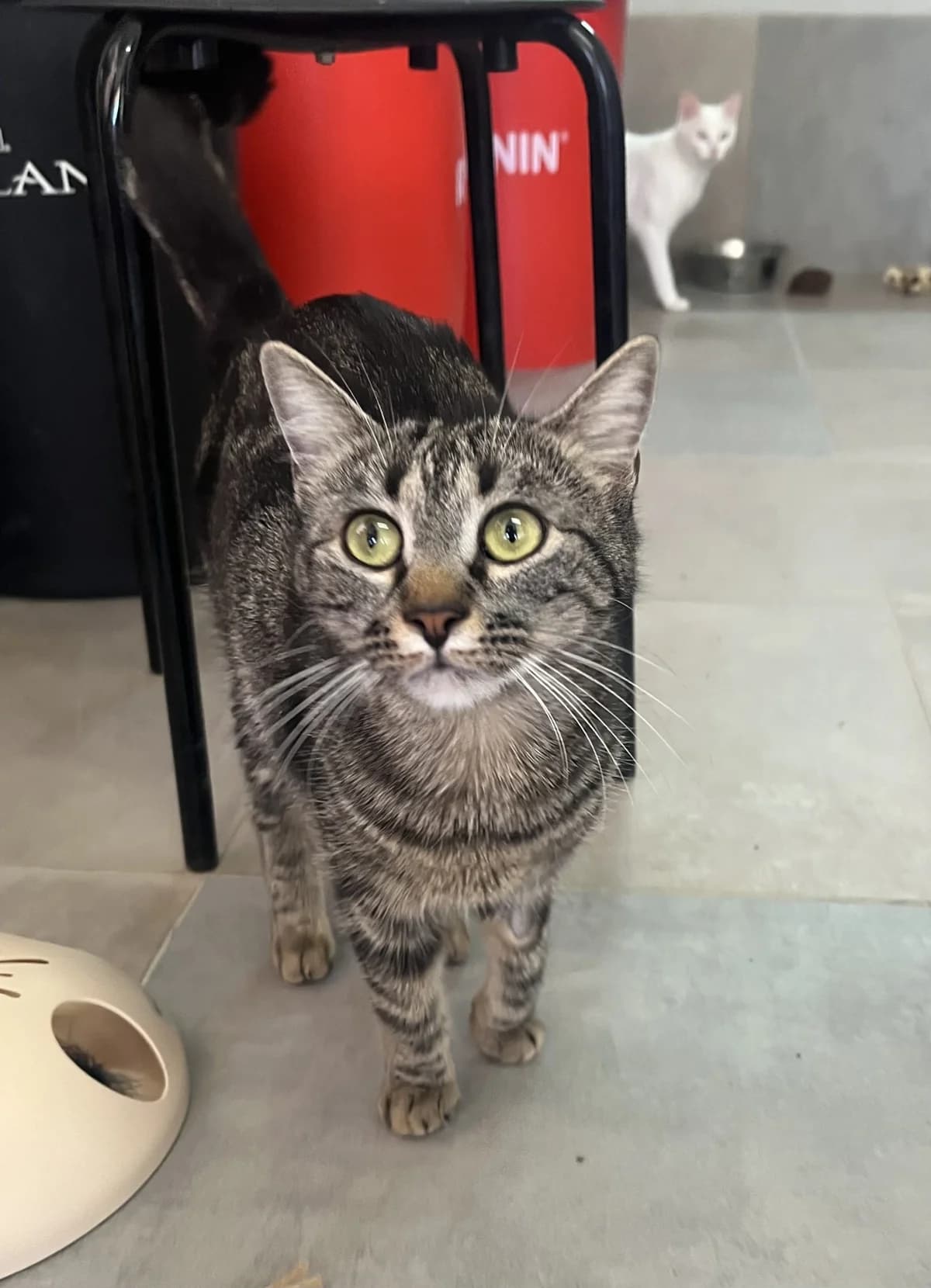 BIJOUX, female Mixed Breed for adoption at SPA Salon-de-Provence, Salon-de-Provence