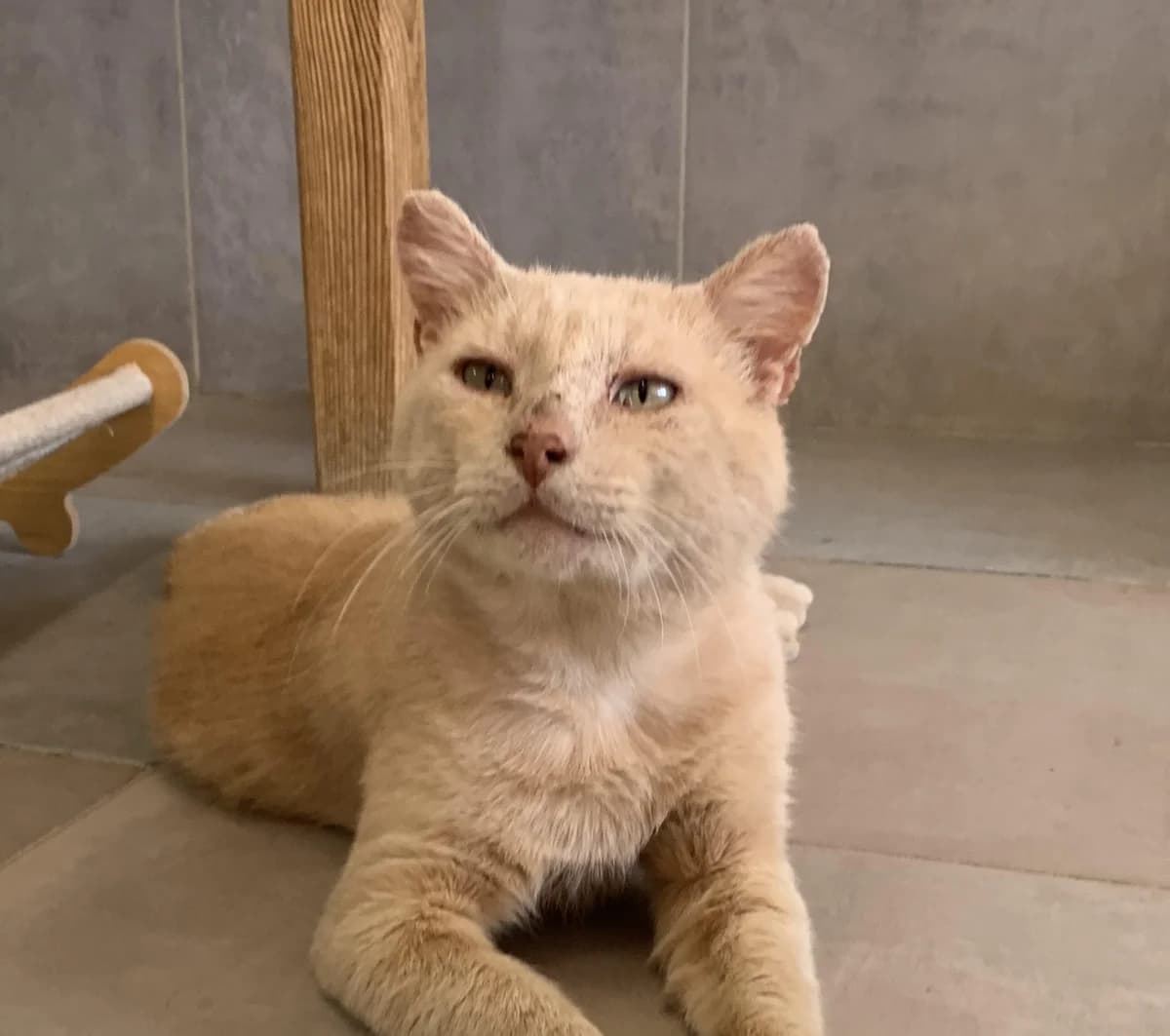BALOU, male Mixed Breed for adoption at SPA Salon-de-Provence, Salon-de-Provence