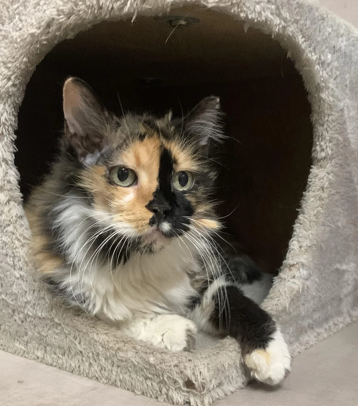 BULLE, female Mixed Breed for adoption at SPA Salon-de-Provence, Salon-de-Provence
