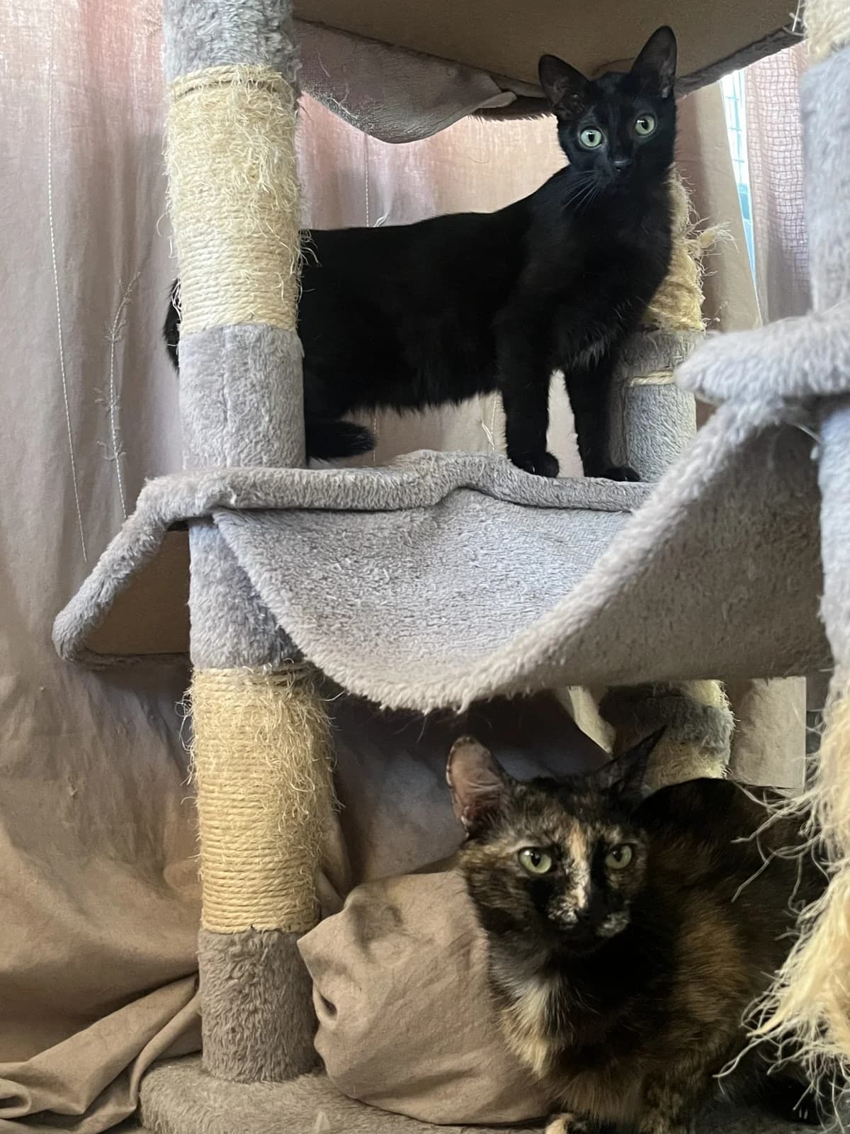RUBY & JADE, female Mixed Breed for adoption at SPA Salon-de-Provence, Salon-de-Provence