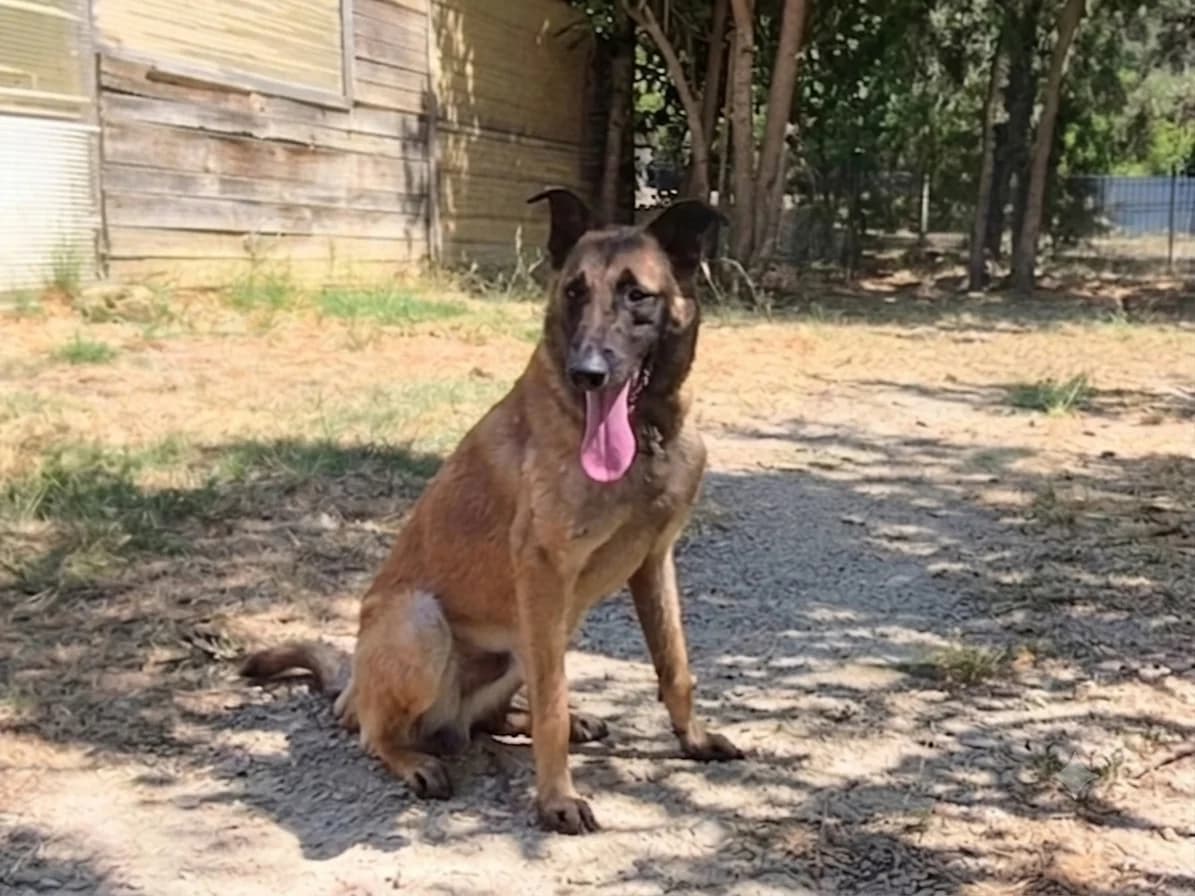 Cratos, female young Mixed Breed for adoption at SPA Salon-de-Provence, Salon-de-Provence