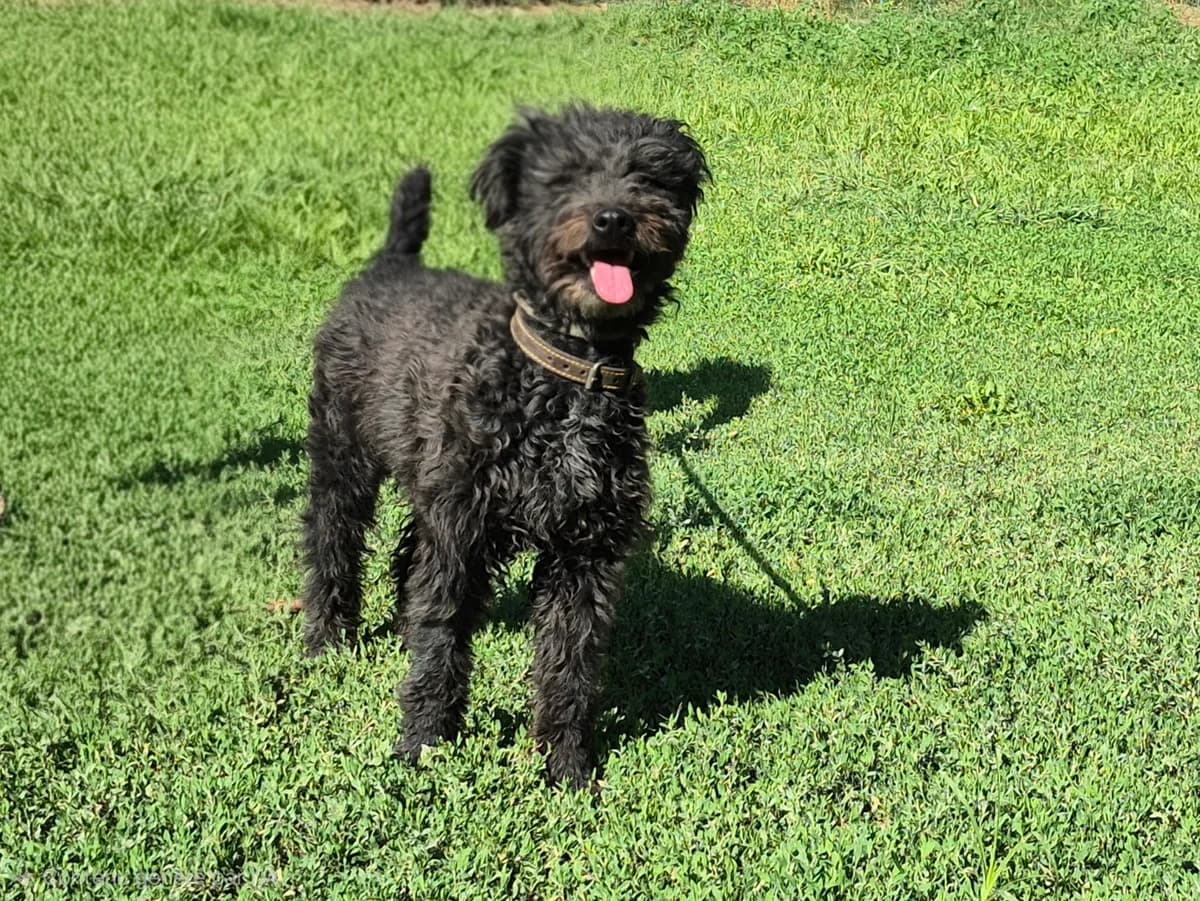 Yuna, female young Mixed Breed for adoption at SPA Salon-de-Provence, Salon-de-Provence