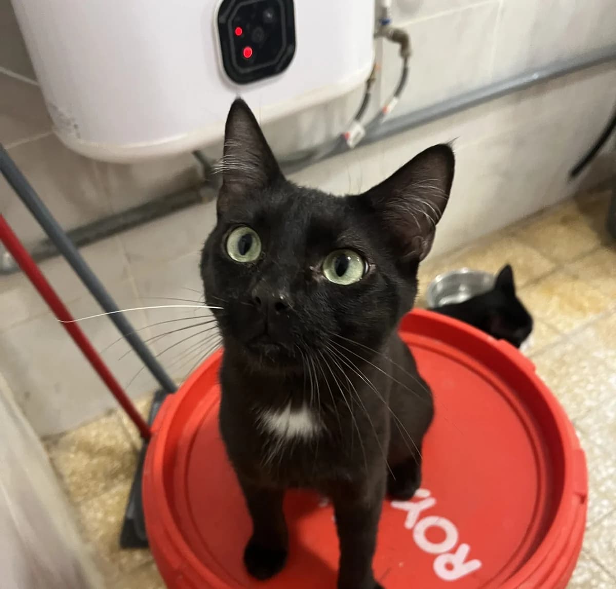 NISSAN, male Mixed Breed for adoption at SPA Salon-de-Provence, Salon-de-Provence
