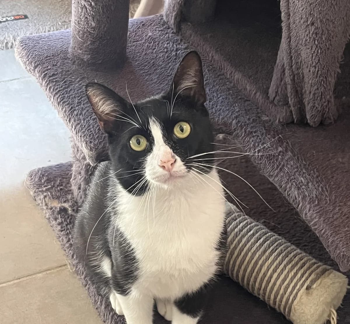 PEPITO, male Mixed Breed for adoption at SPA Salon-de-Provence, Salon-de-Provence
