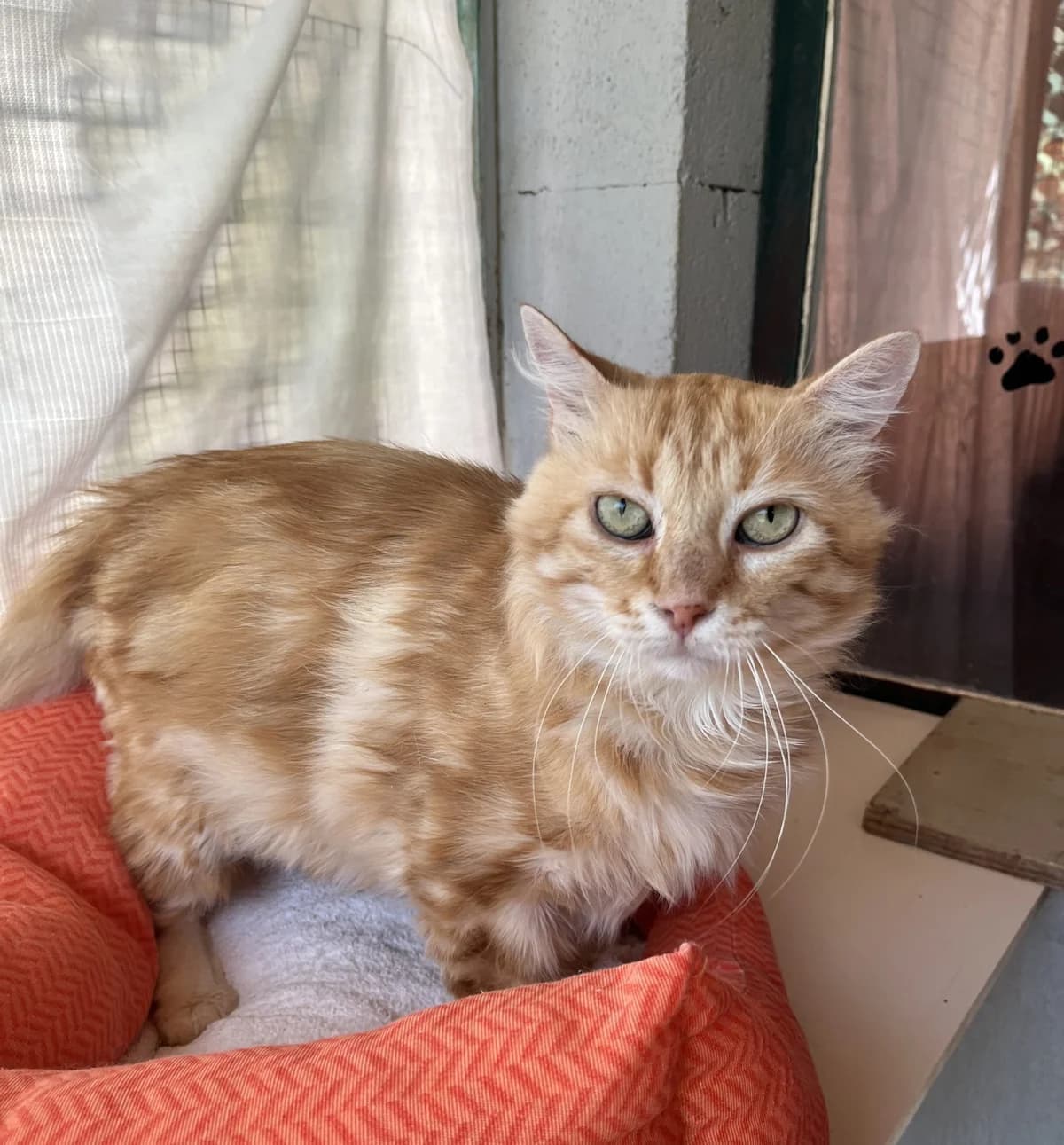 AURA, male Mixed Breed for adoption at SPA Salon-de-Provence, Salon-de-Provence