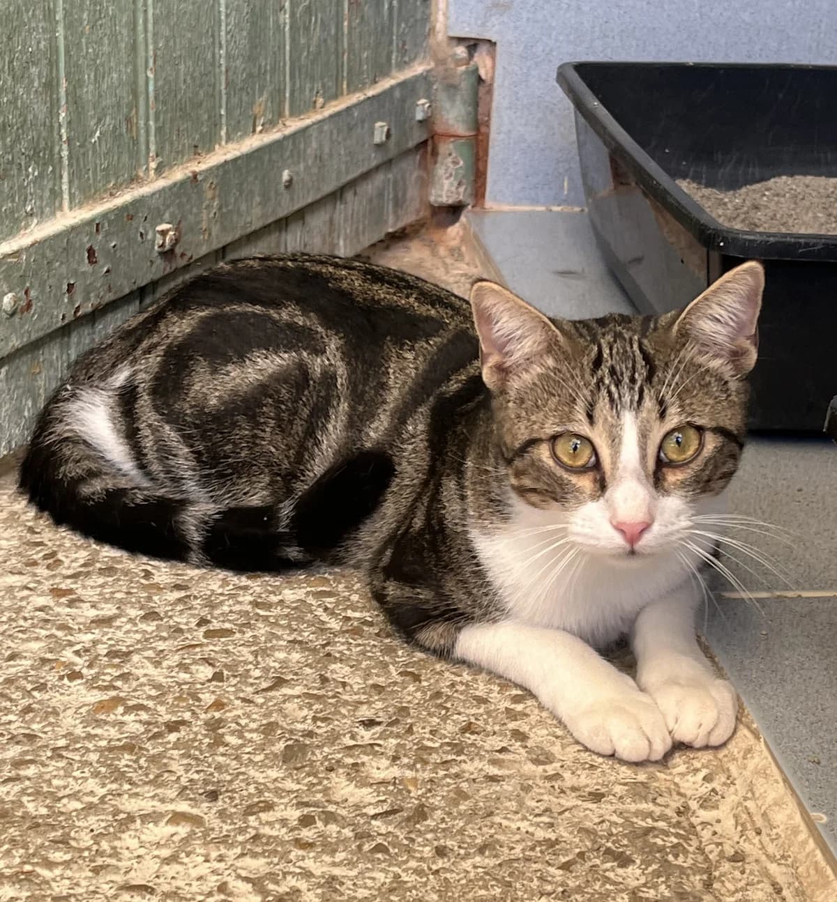RODIN, male Mixed Breed for adoption at SPA Salon-de-Provence, Salon-de-Provence