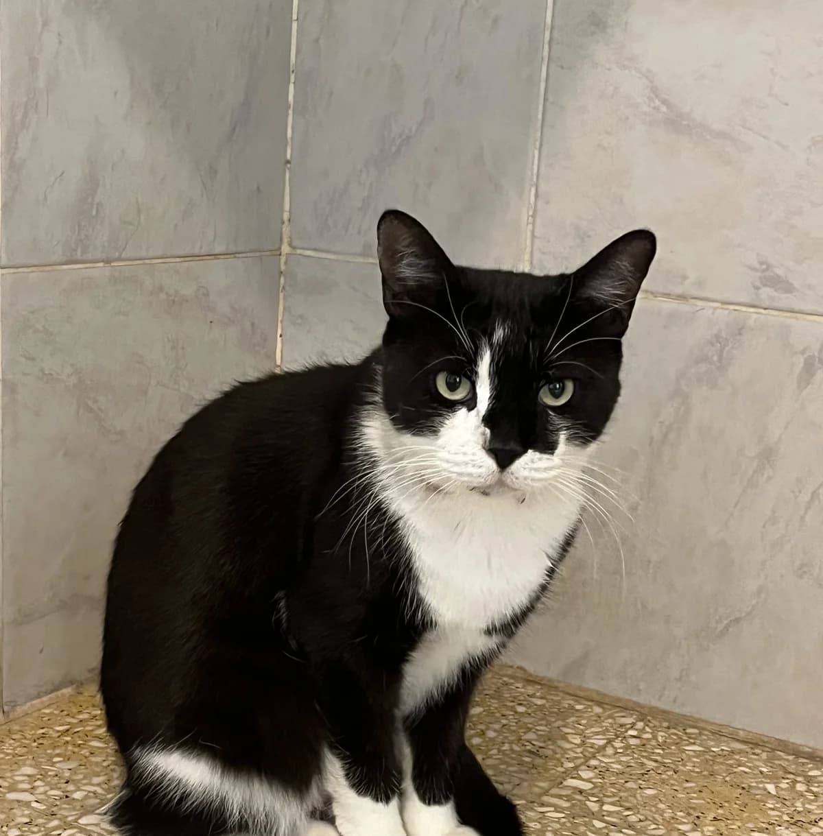 MILO, male Mixed Breed for adoption at SPA Salon-de-Provence, Salon-de-Provence