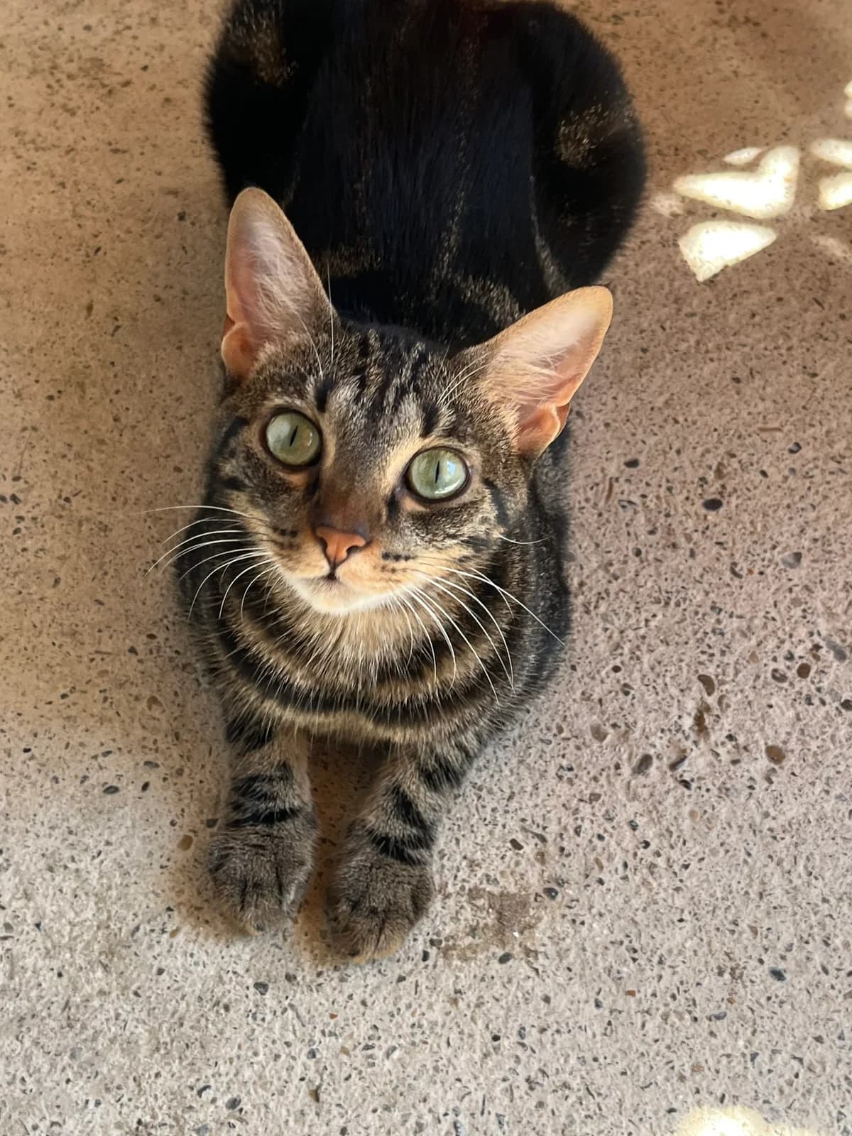 MINOUCHA et MOKA, female Mixed Breed for adoption at SPA Salon-de-Provence, Salon-de-Provence