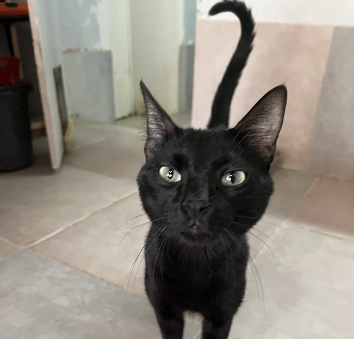 MOKA, male Mixed Breed for adoption at SPA Salon-de-Provence, Salon-de-Provence